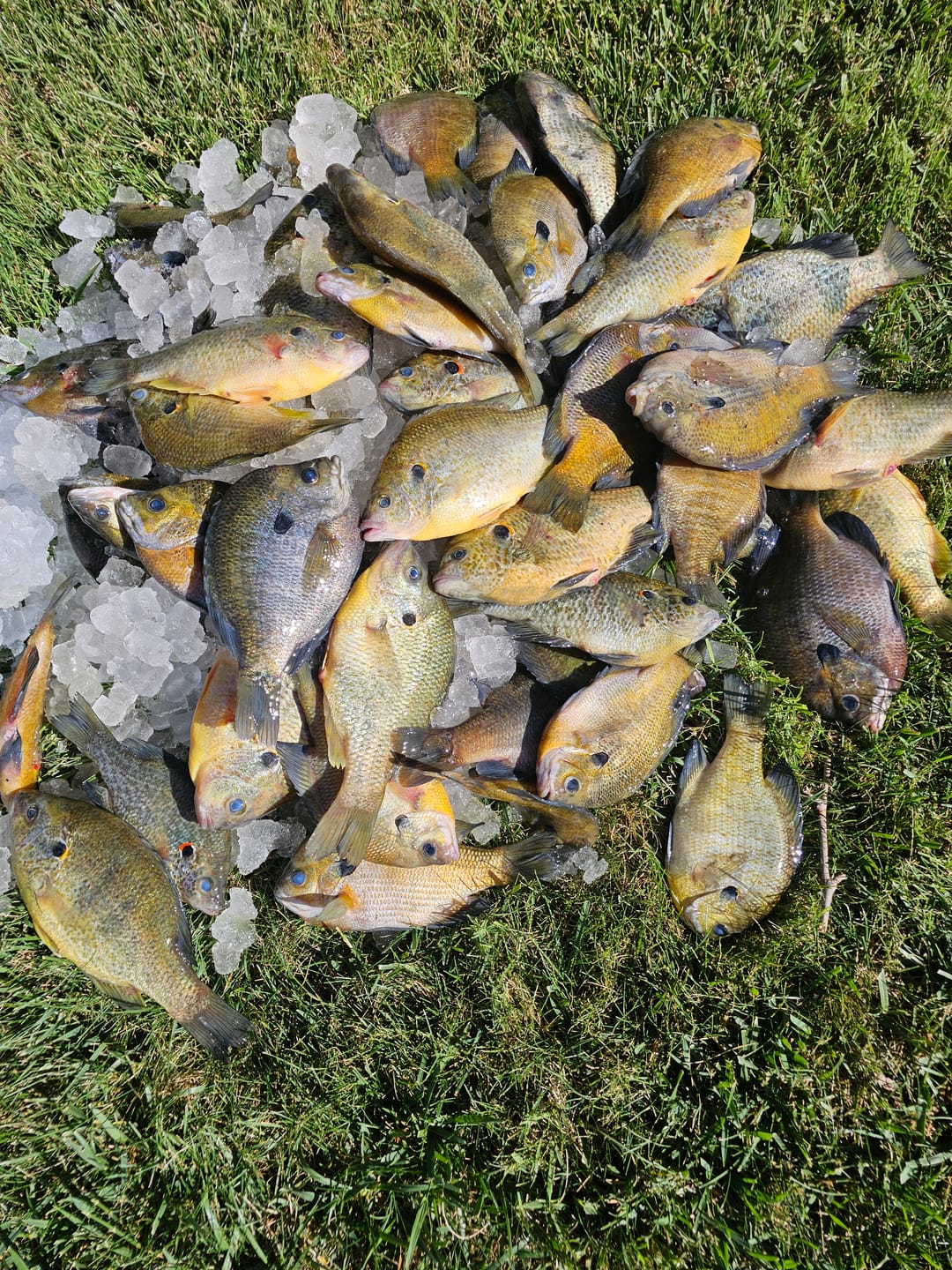 Customer photo review of T-Turn Bait Rig