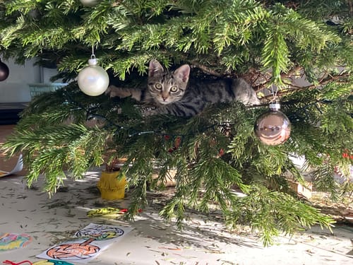 Avis d'un client : son chaton tigré est couché au milieu d'un sapin de Noël.
