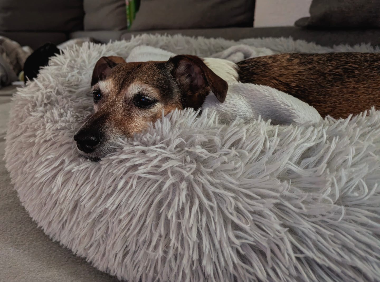 Customer photo review of Hundebett Fluffy Plus - Das Original