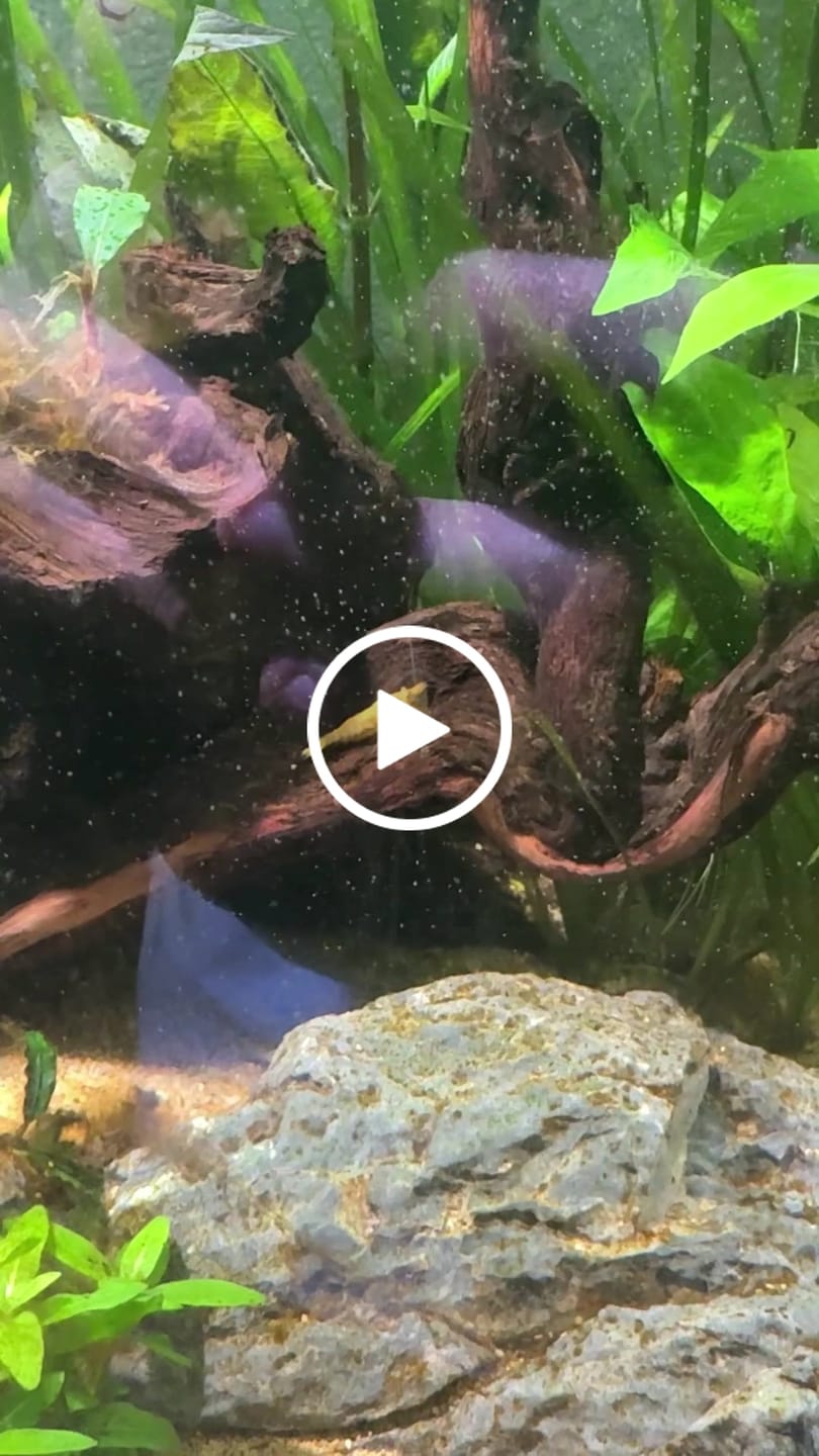 Customer video review of Orange Sunkist Shrimp