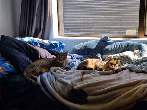 Customer photo review of Fit Litter