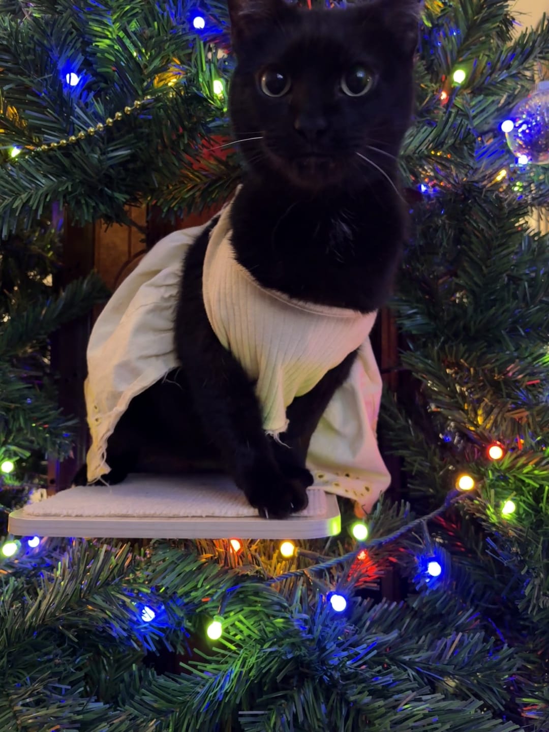 Customer photo review of Cat Christmas Tree - Sep 2026
