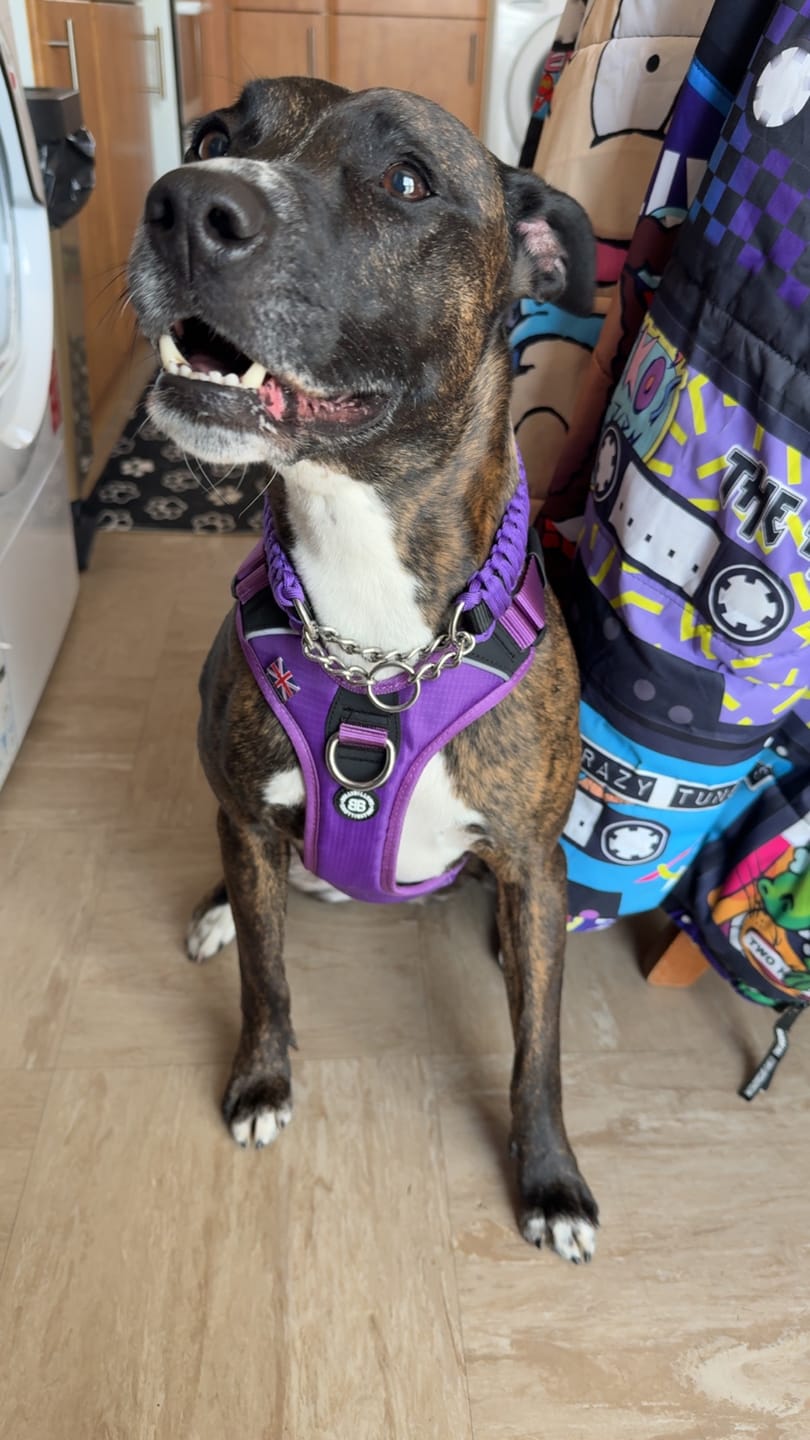 Customer photo review of Anti Pull Hurricane Harness Lighter | With Handle - Purple