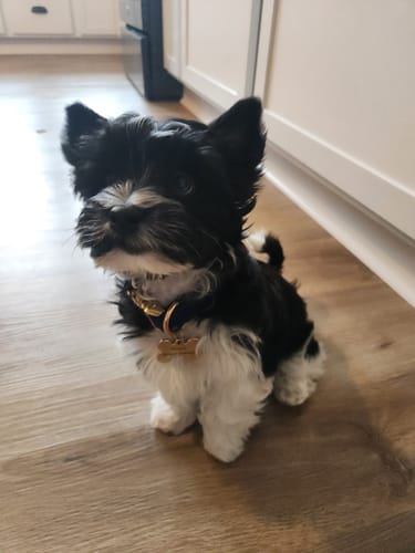 Customer photo review of Blue Velvet Dog Collar with gold clasps