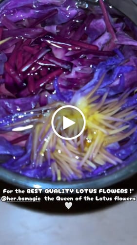 Customer video review of Red Lotus Flower (Nymphaea rubra)
