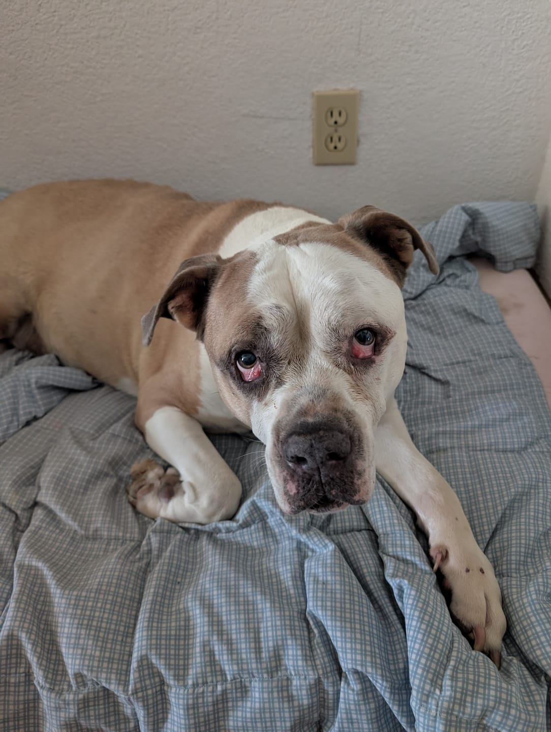 Customer photo review of Royal Canin Gastrointestinal Low Fat + Hydrolyzed Protein Dry Dog Food