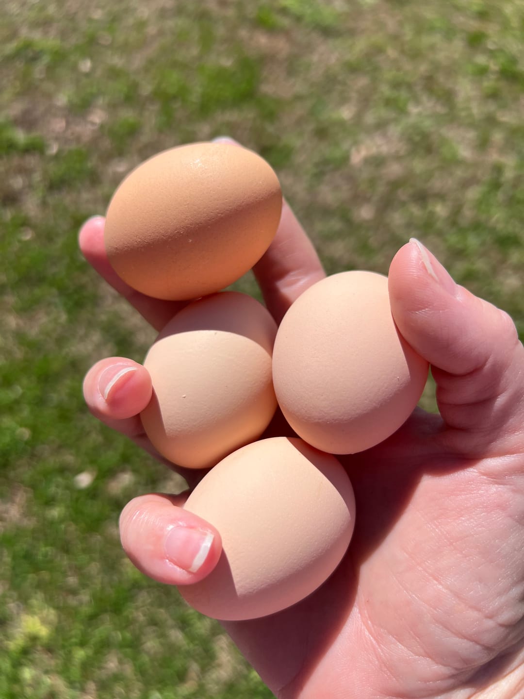 Customer photo review of Complete Guide to Healthy Chickens and Better Eggs (Digital Guide)