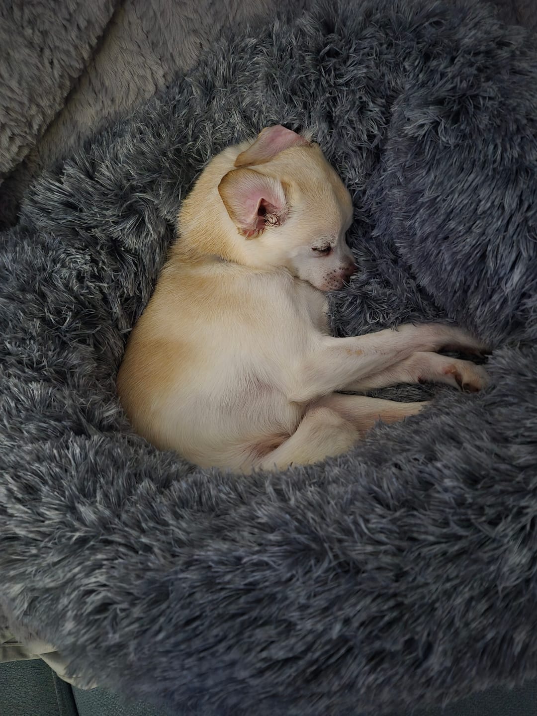 Customer photo review of Calming Dog Bed