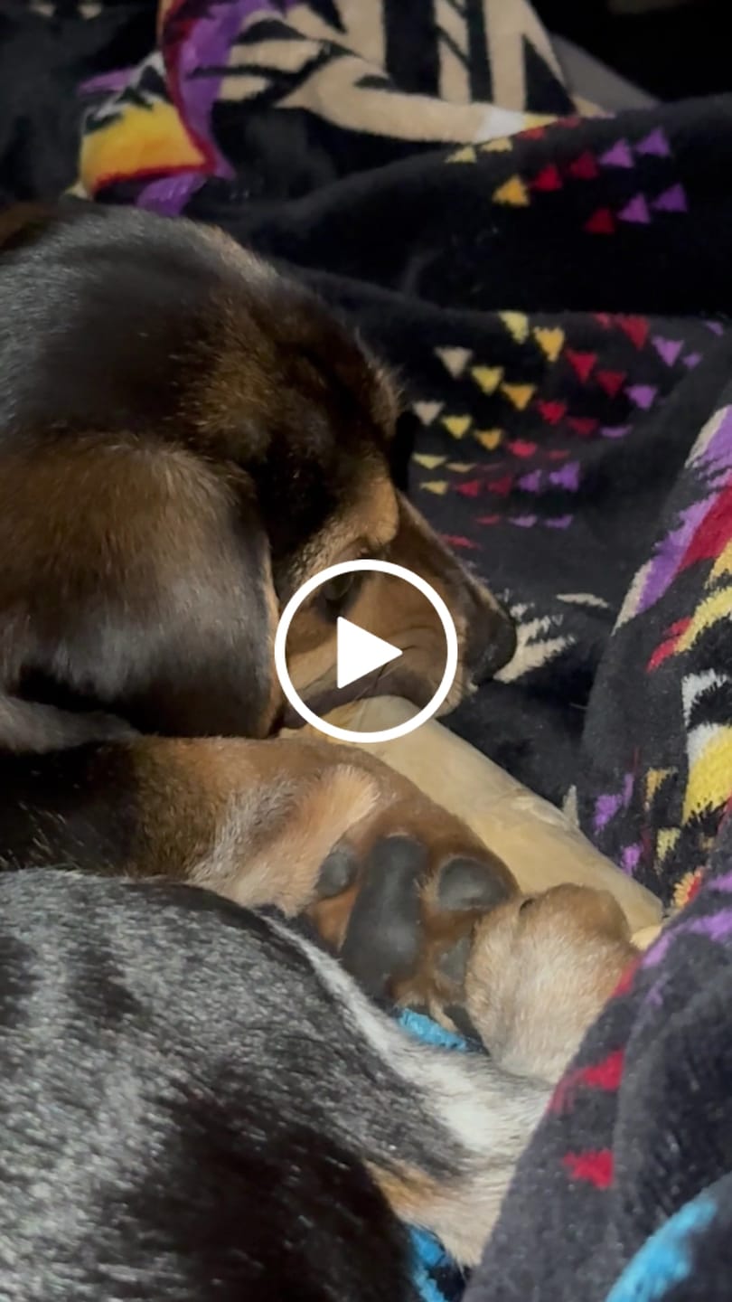 Customer video review of Livora - Os à mâcher en bois de café pour chien