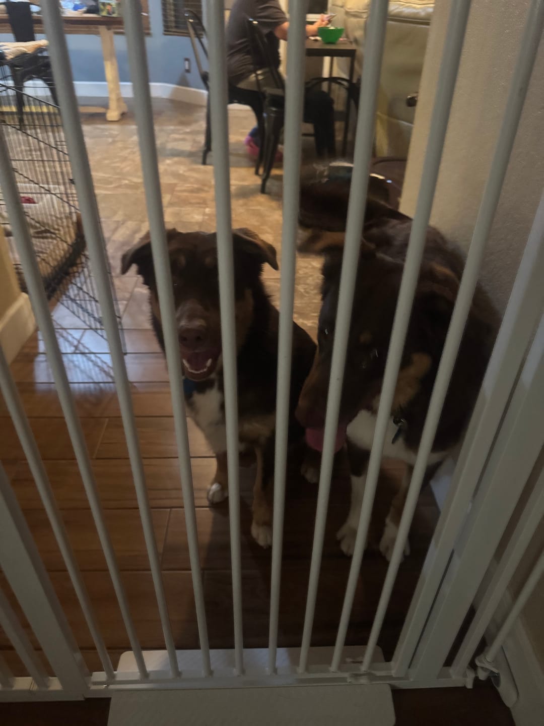 Customer photo review of FairyBaby 57" Extra Tall Pet Gate for  Big Dogs and Curious Climbers