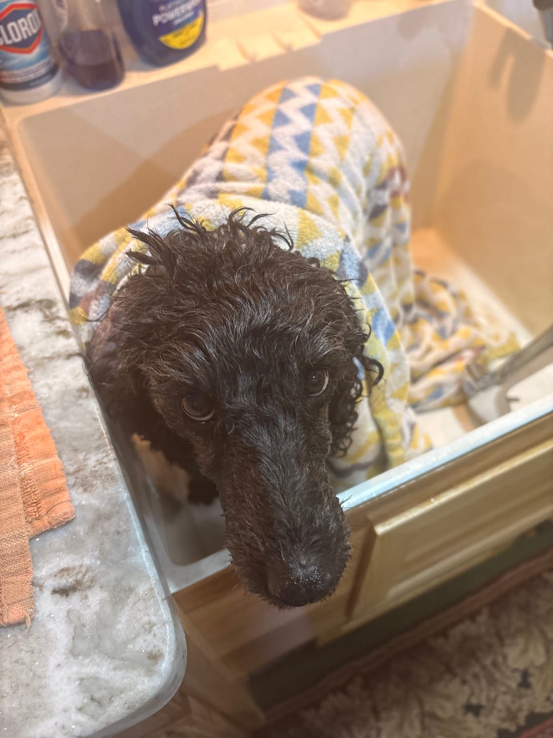 Customer photo review of Sensitive Skin Dog Shampoo - 8oz  Concentrated