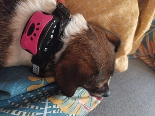 Photo d'un client d'un petit chien dormant avec le collier anti-aboiement PuppySafe rose et noir.