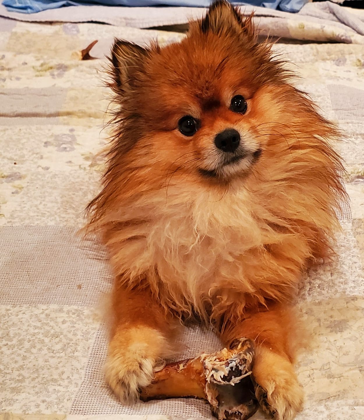 Customer photo review of Ostrich Knuckle (Medium – 4" x 3"): The Perfect Chew for Small to Medium Dogs & Sensitive Stomachs