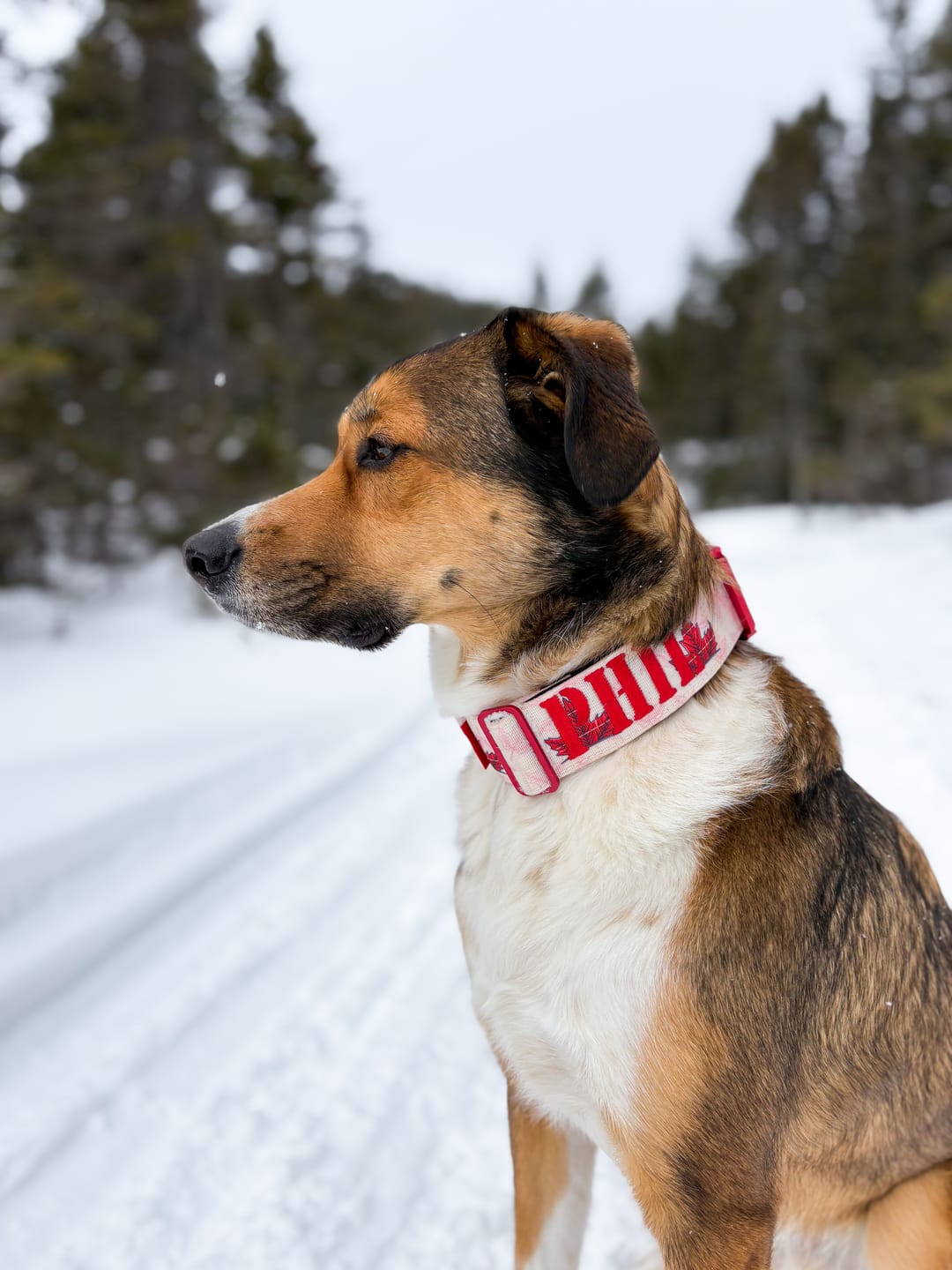 Customer photo review of 2" Tacti Luxe Dog Collar - Canadian