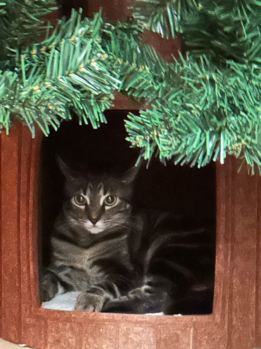 Customer photo review of Cat Christmas Tree - Sep 2026