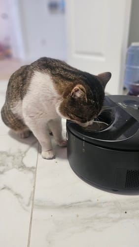Customer photo review of Furdear Europa E1 Refrigerated Wet Food Feeder