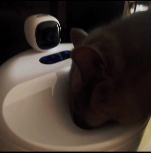 Customer photo review of Furdear Europa E1 Refrigerated Wet Food Feeder