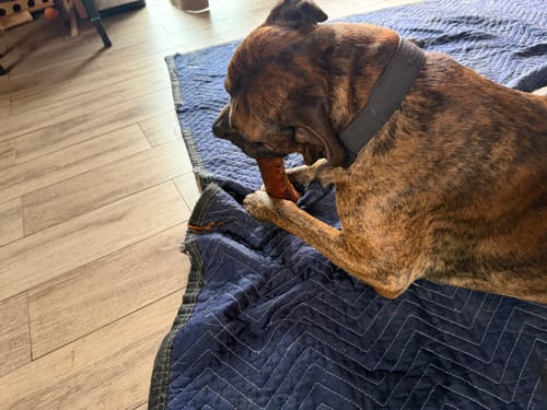 Customer's brindle dog lying on a blue blanket and chewing a Smoked Beef Marrow Bone.