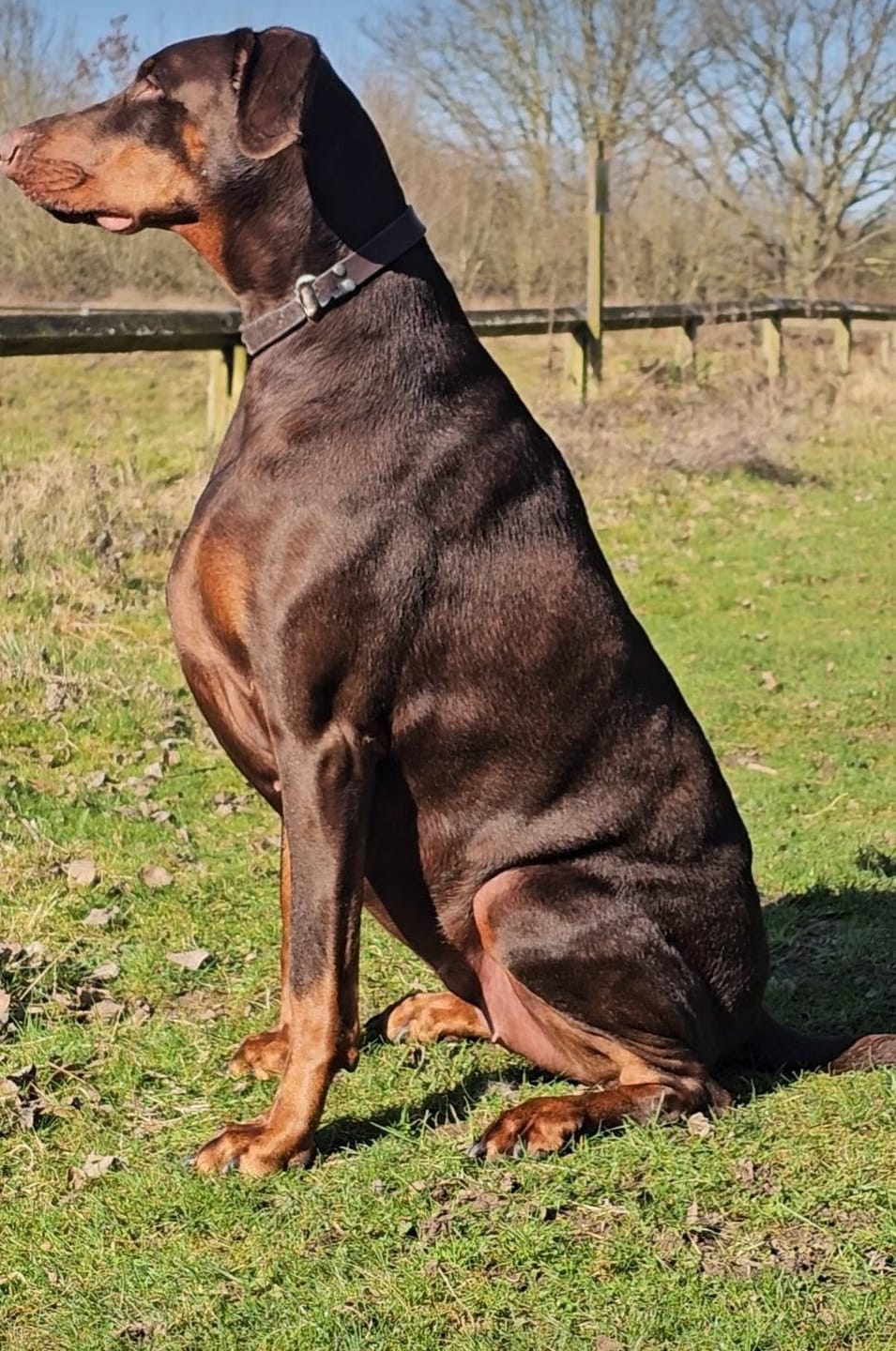 Customer photo review of Green Lipped Mussel Powder For Dogs