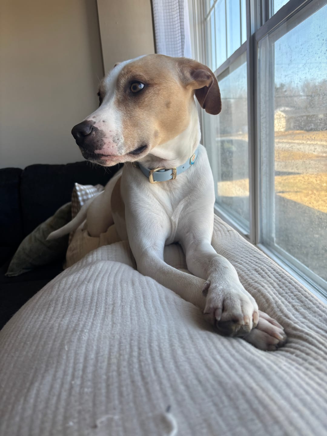 Customer photo review of Moodies Collar