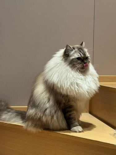 Customer photo review of Furdear Europa E1 Refrigerated Wet Food Feeder
