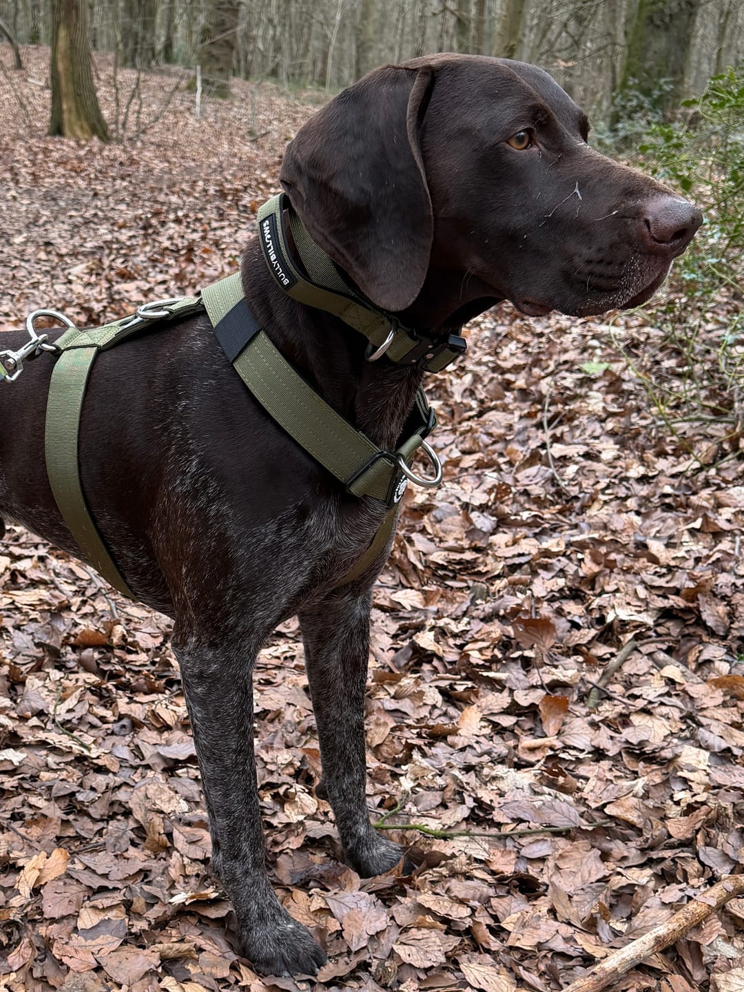 Customer photo review of Anti-Pull TRI-Harness® | Training Dog Harness for All Breeds - Khaki