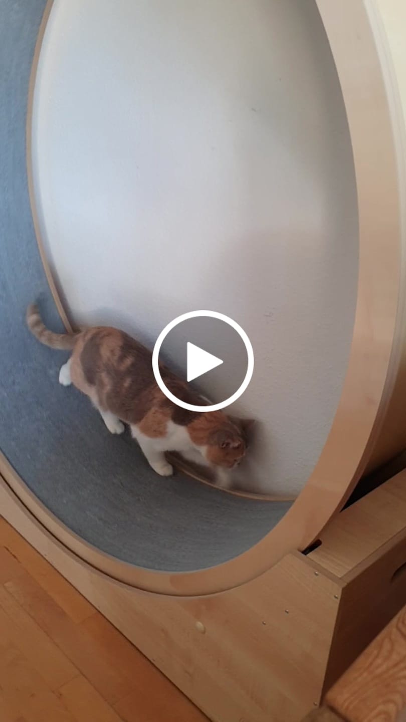 Customer video review of Elmato Katzenlaufrad Simba