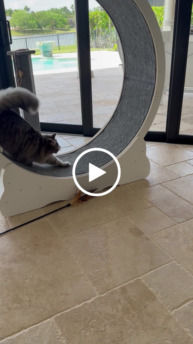 Customer video review of Nordic Beast Cat Wheel — Built for Large, High Energy Indoor Cats