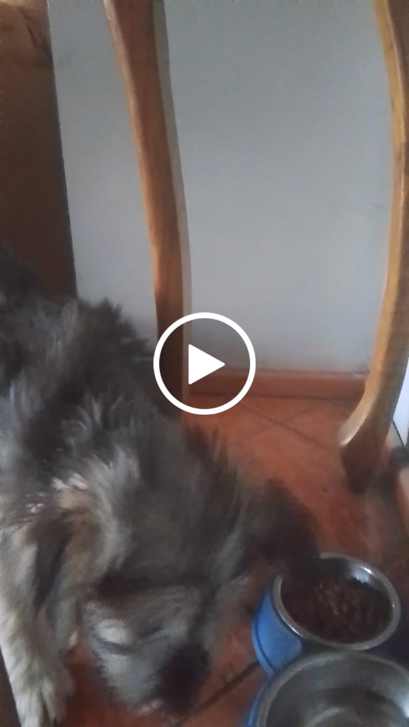 Customer video review of PetFamily Foods Cachorros