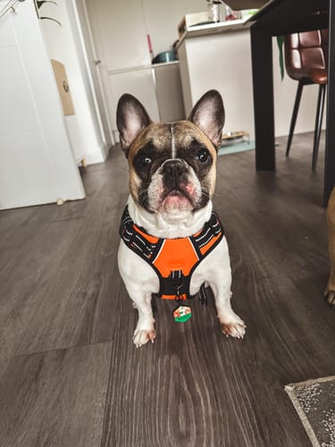 Customer photo review of No Pull Harness