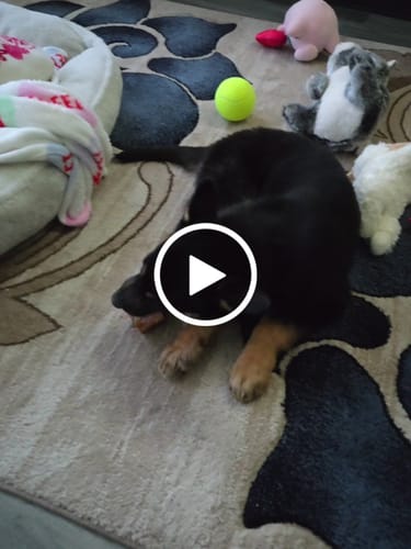 Customer video review of Smoked Beef Marrow Bone