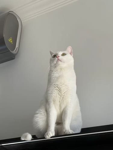 Customer photo review of Furdear Europa E1 Refrigerated Wet Food Feeder