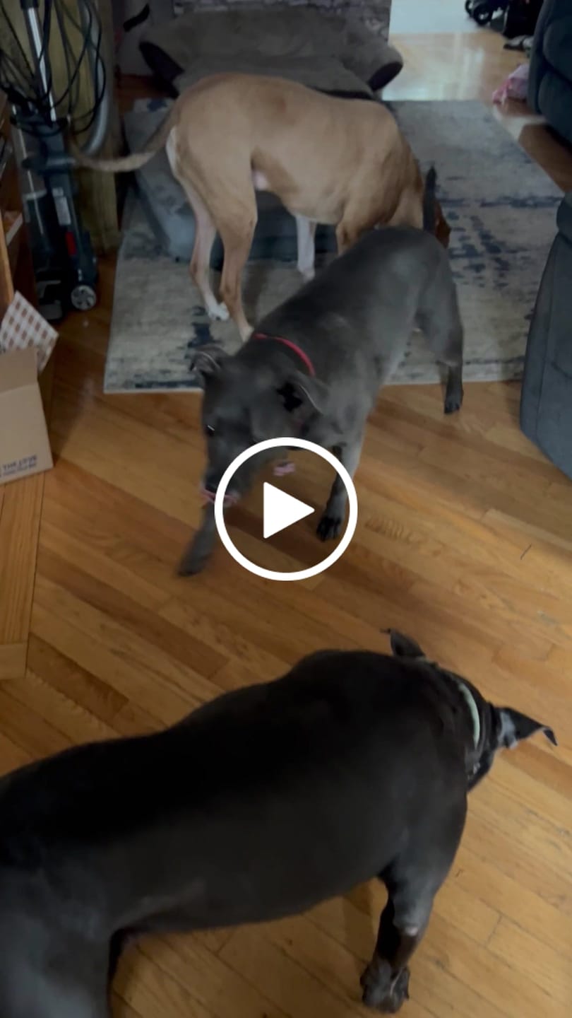 Customer video review of Pumpkin Chicken