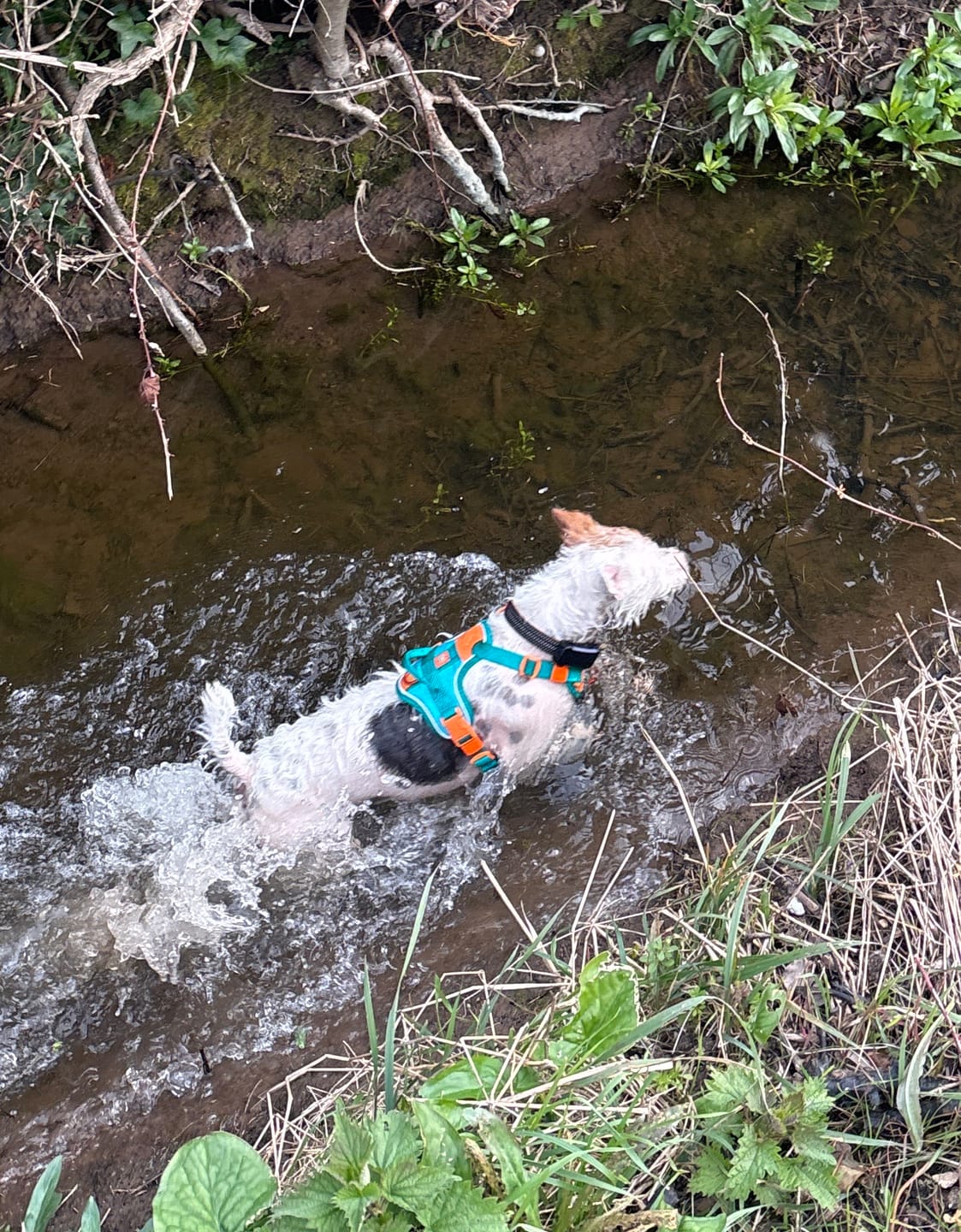 Customer photo review of Anti Pull Hurricane Harness Lighter | With Handle - Turquoise X Orange