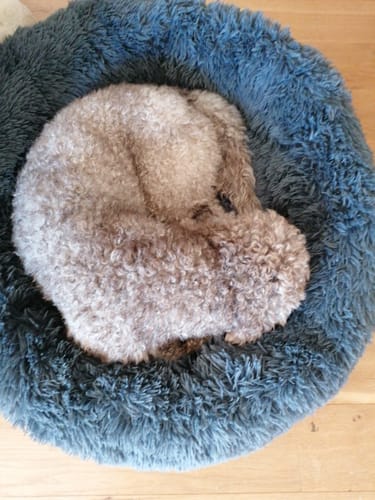 Customer photo review of Puppery Hundebett Wolke 7 - Das Original
