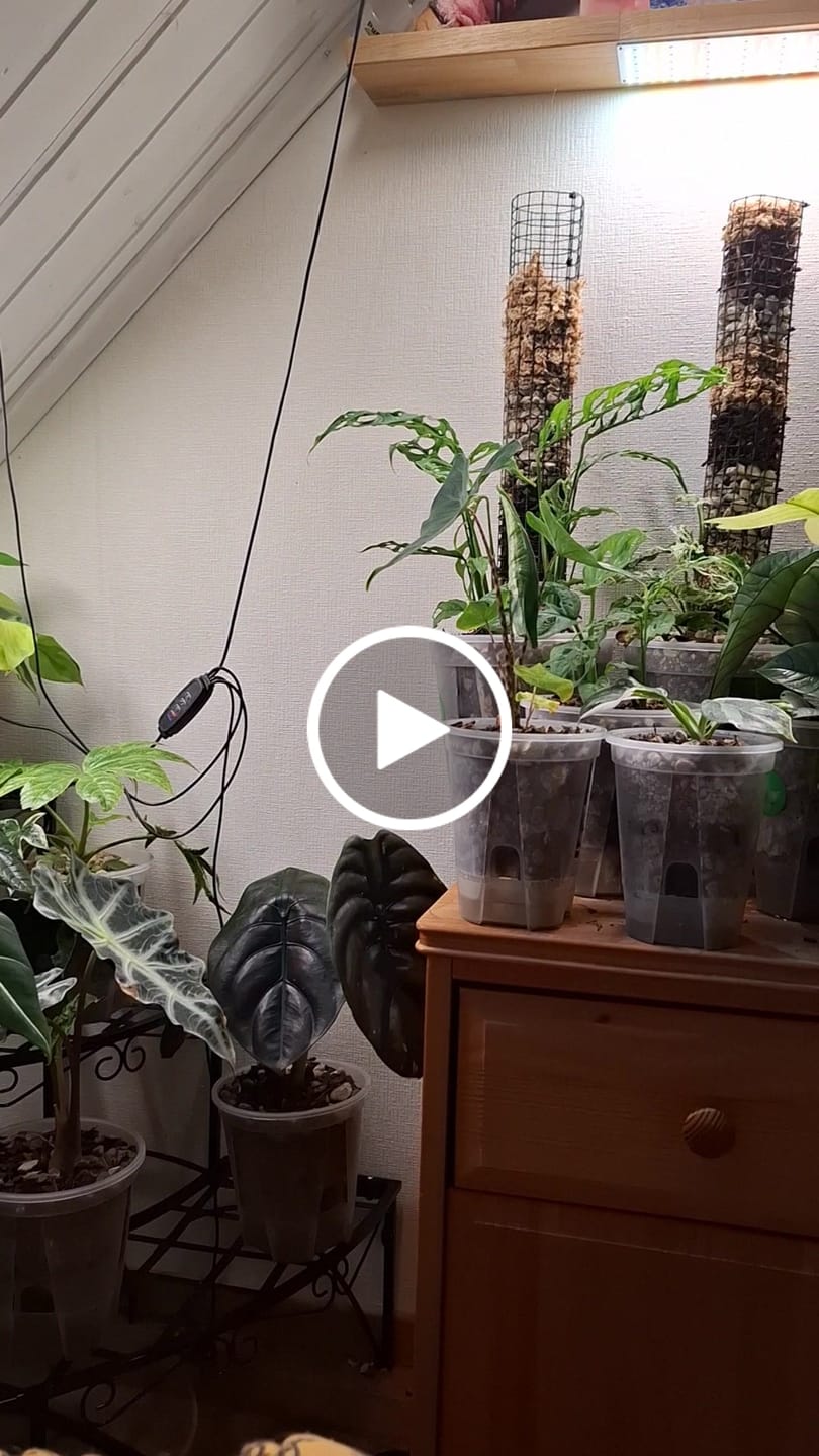 Customer video review of Clear Self-Watering Plant Pots
