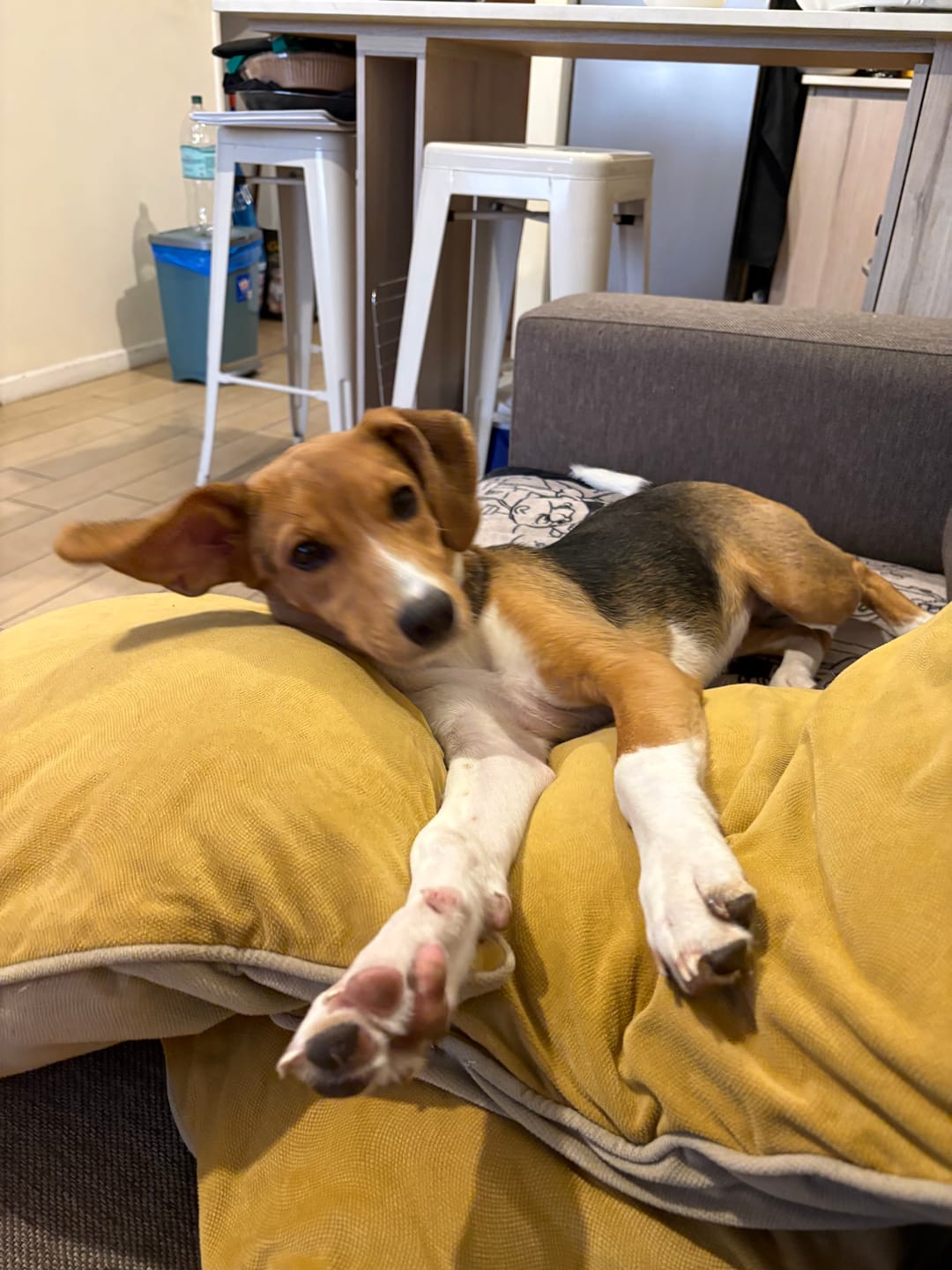 Customer photo review of PetFamily Foods Grain Free