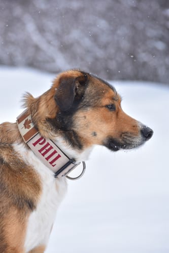 Customer photo review of 2" Tactik Dog Collar - Buttercream