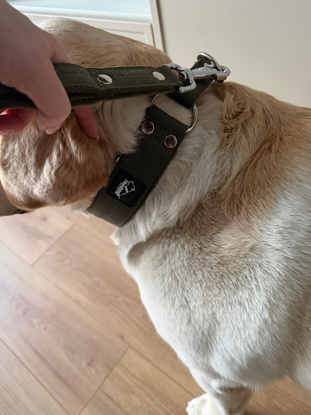 Customer photo review of Szeroka obroża półzaciskowa - Martingale Khaki
