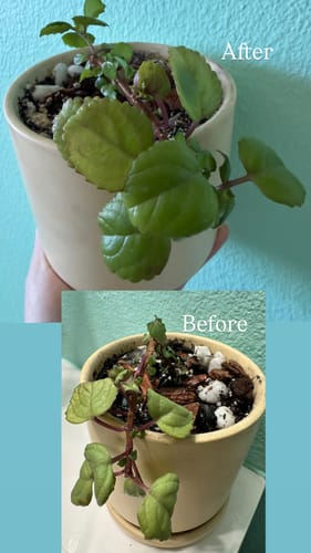 Reviewer's before-and-after image of a plant that went from drooping to vibrant and leafy after using the Plant Food.