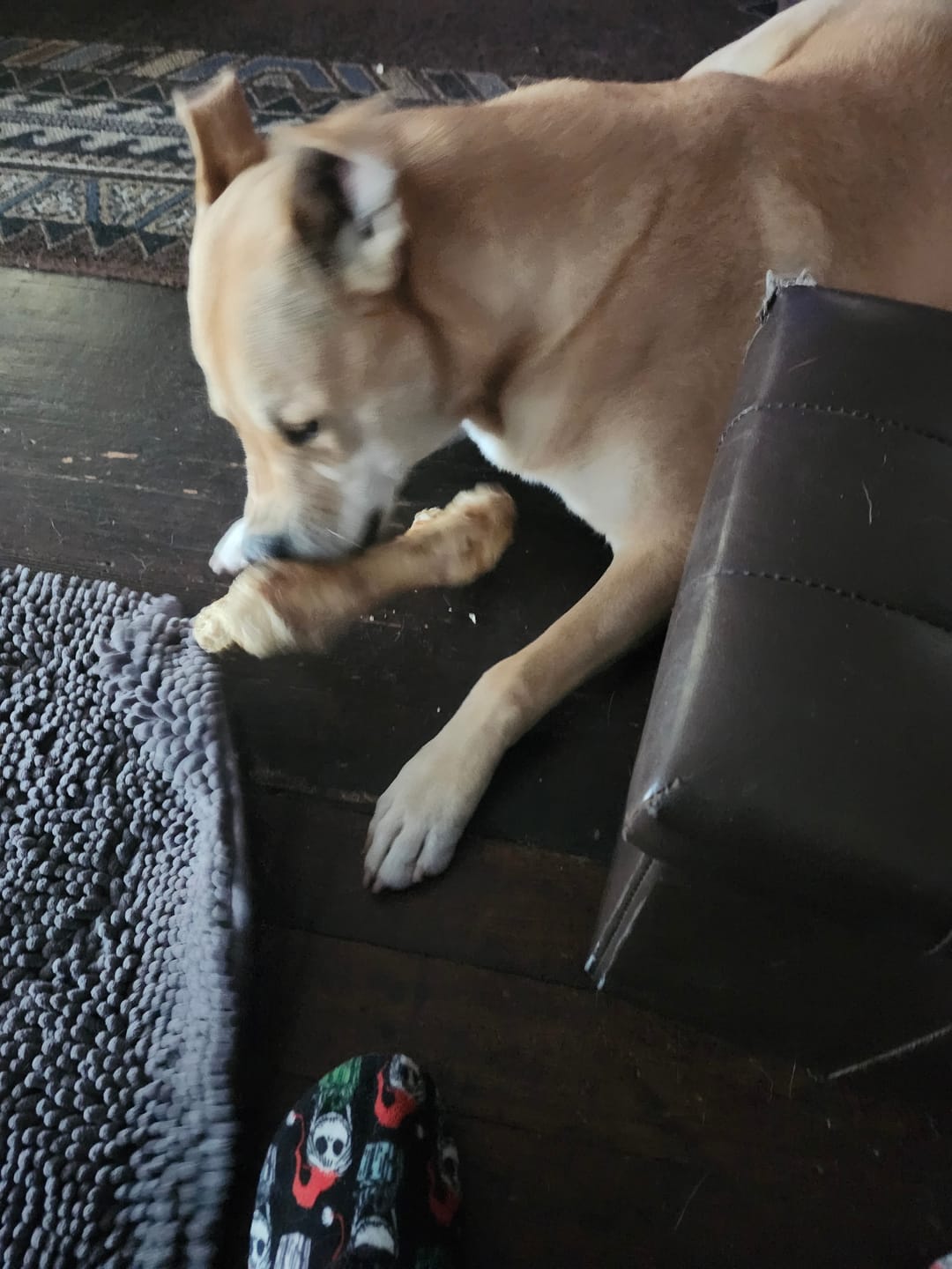 Customer photo review of Ostrich Hip Bone (12" x 5"x 3”): The Durable, Flavor-Packed Chew for Medium & Large Dogs