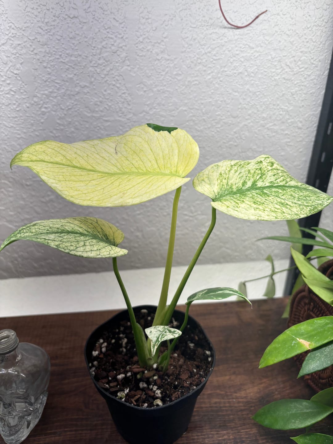 Customer photo review of Monstera 'Mint'