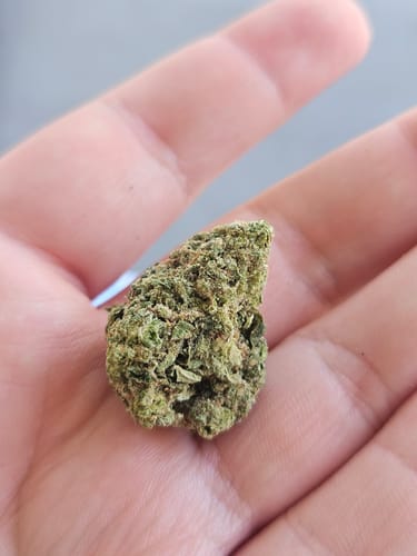 Customer photo review of Jealousy - THCa Flower