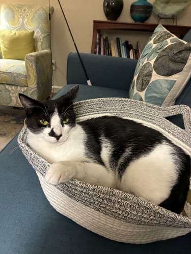 Customer photo review of Instinct Basket | Meet the first research-backed natural territory for indoor cats