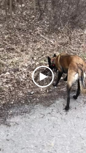 Customer video review of 1.5" Tacti Dog Collar Slim Luxe - Gold - Noir