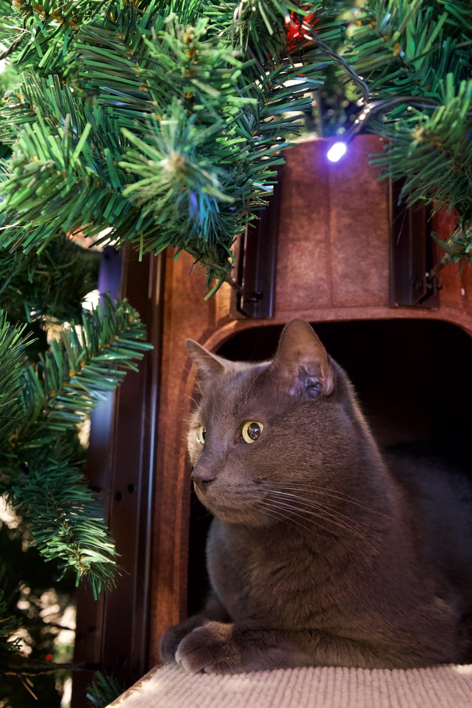Customer photo review of Cat Christmas Tree - Sep 2026