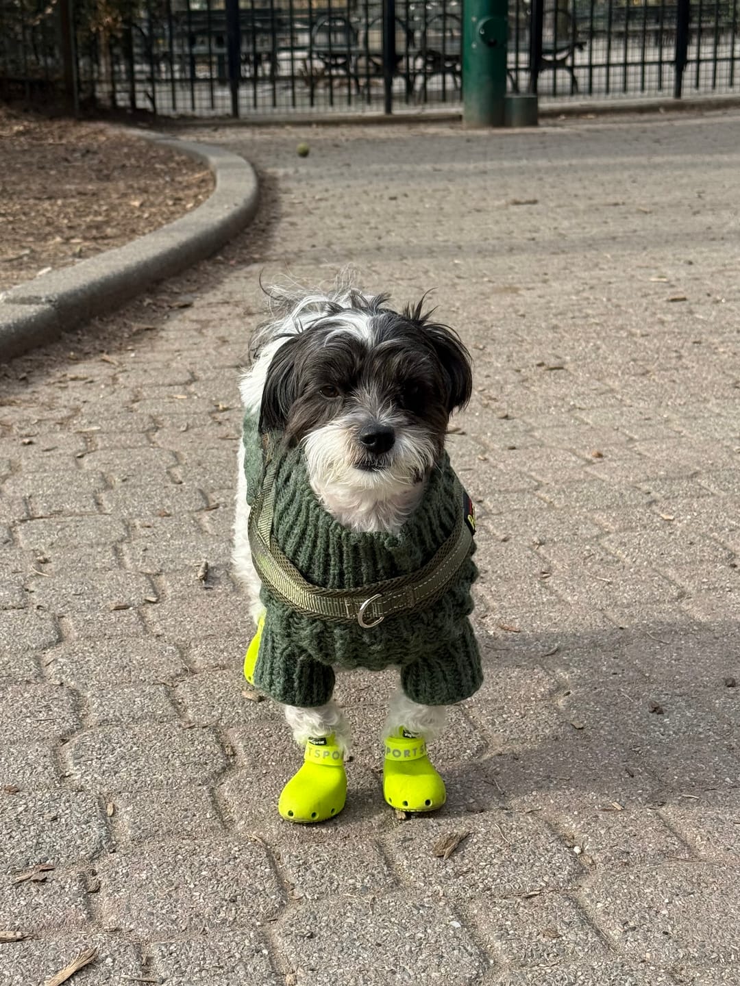 Customer photo review of WagWellies® Sport