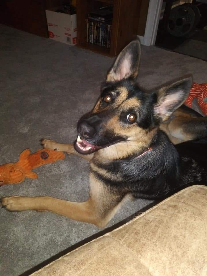 Customer photo review of BUY 2 BAGS & SAVE iHeartDogs Allergy & Itch Relief Chews for Dogs