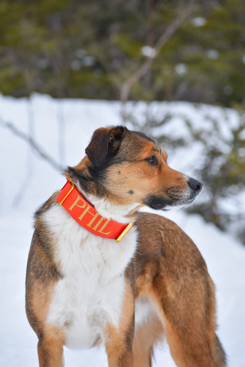 Customer photo review of 2" Tacti Luxe Dog Collar - Gold Cognac