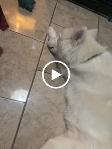 Customer video review of Large Dog Black Friday Bundle (Your 12oz Jerky+2 Large Bones+12" Hick. Bully)